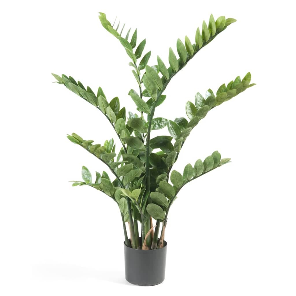 Planta Zamioculca Decoplanta