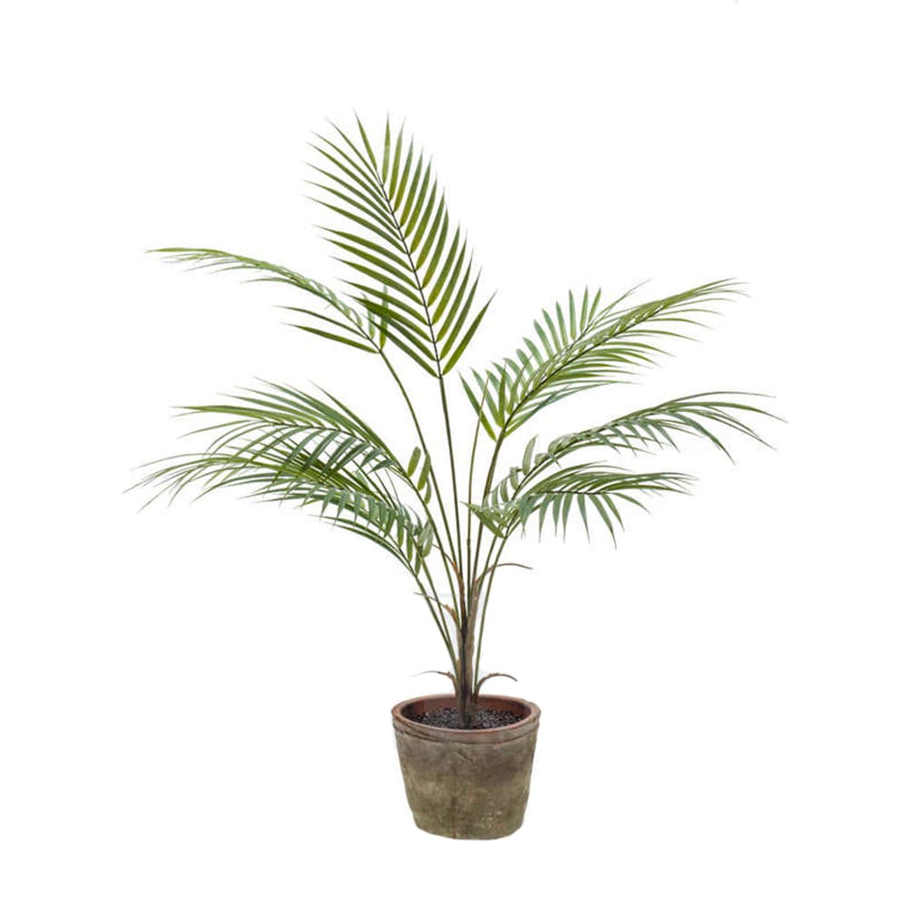 Planta Chamaedorea en maceta Decoplanta