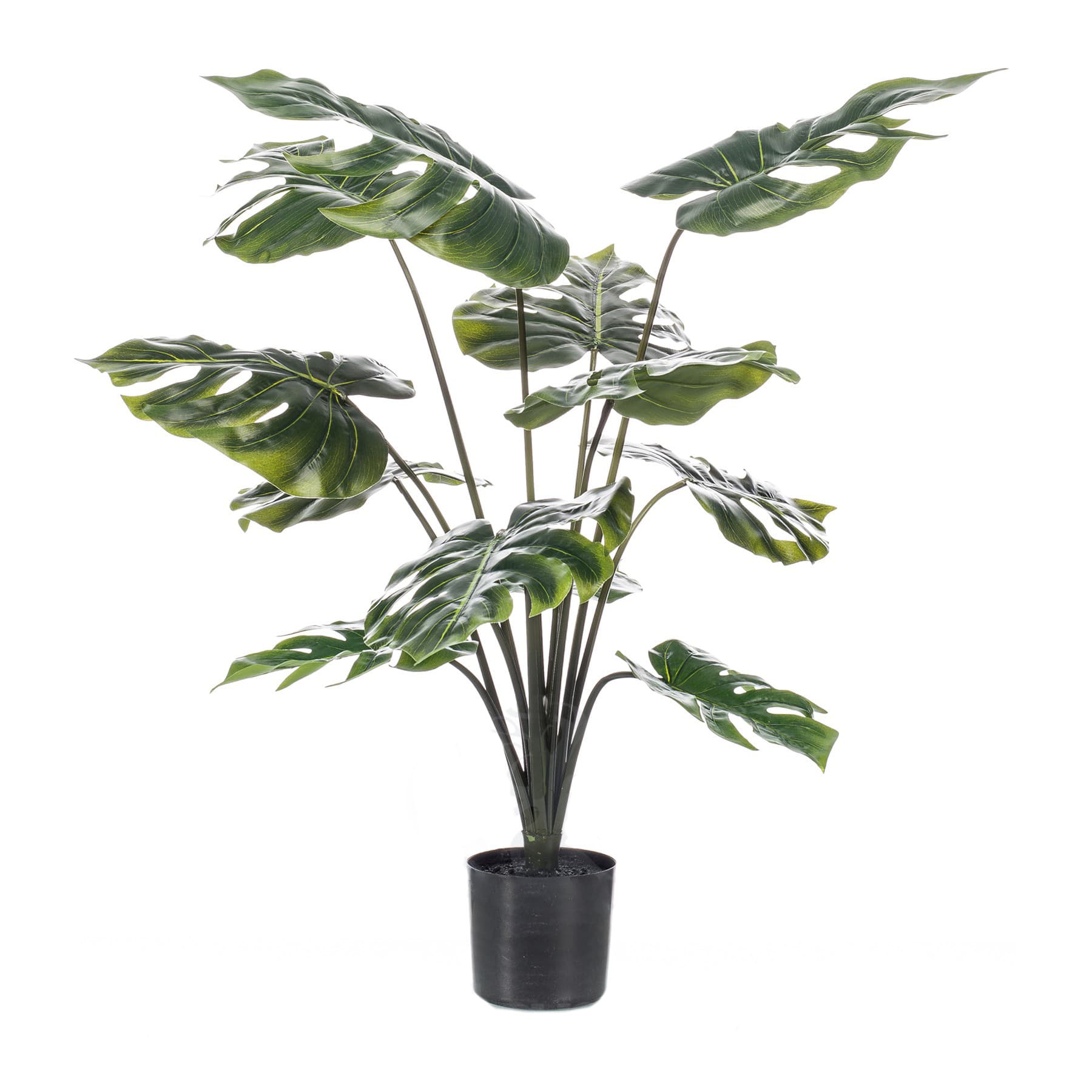 Planta Palmera Monstera Decoplanta