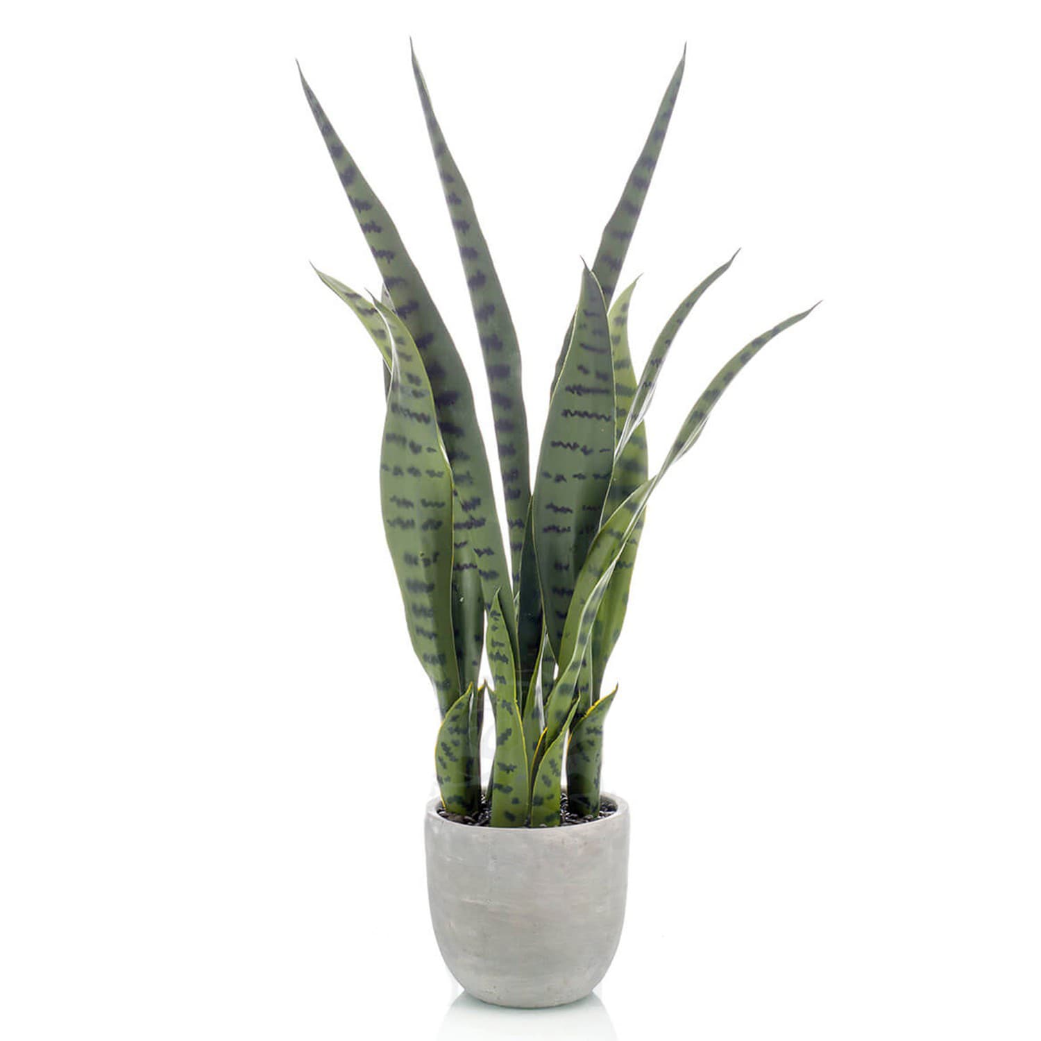 Planta Sansevieria Decoplanta