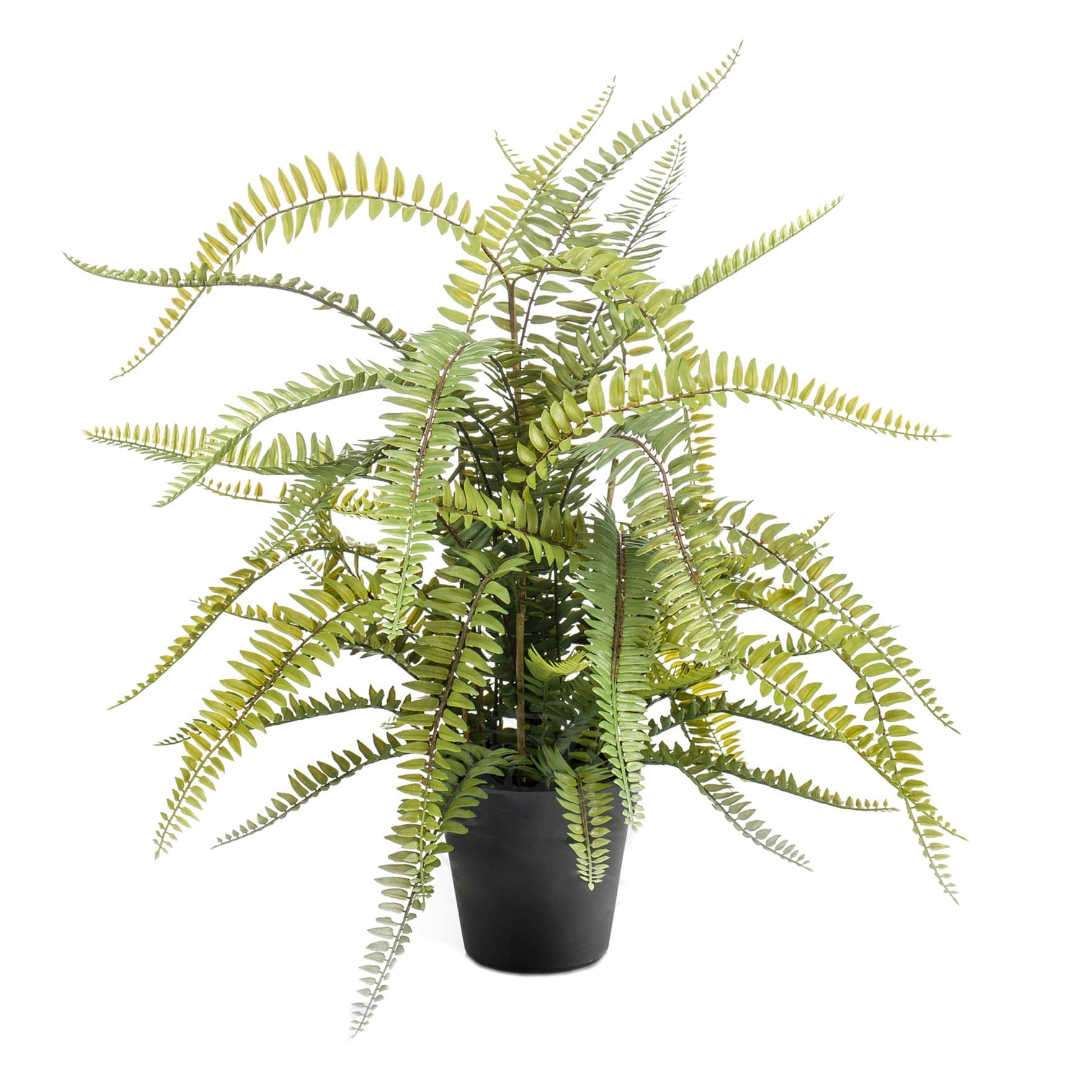 Planta Helecho Boston Decoplanta