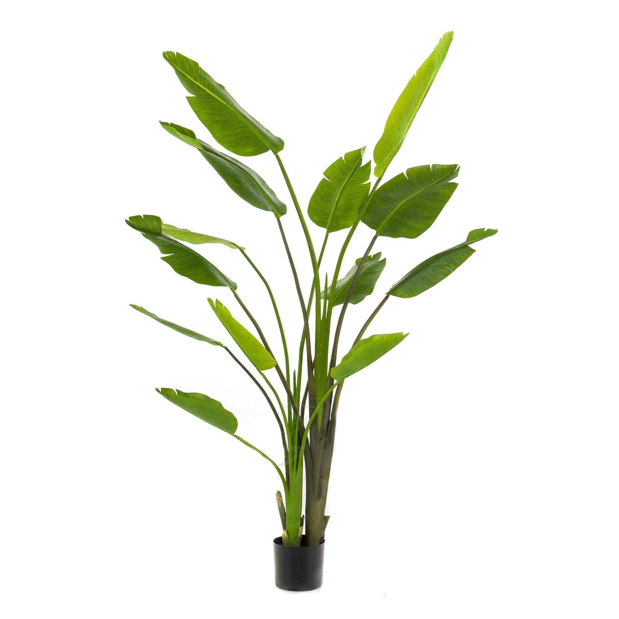 Planta Strelitzia Nicolai Decoplanta