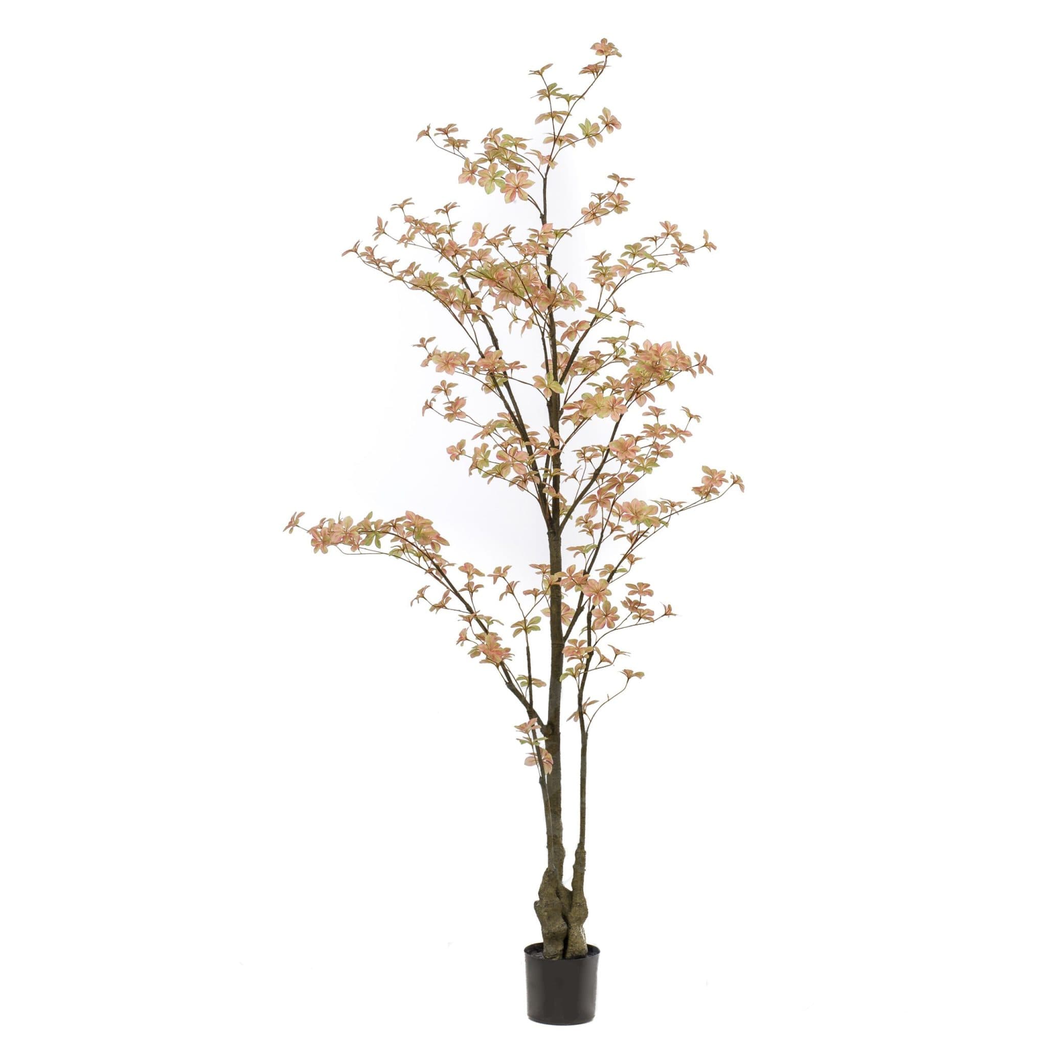 Árbol Tropaelum Naranja Decoplanta