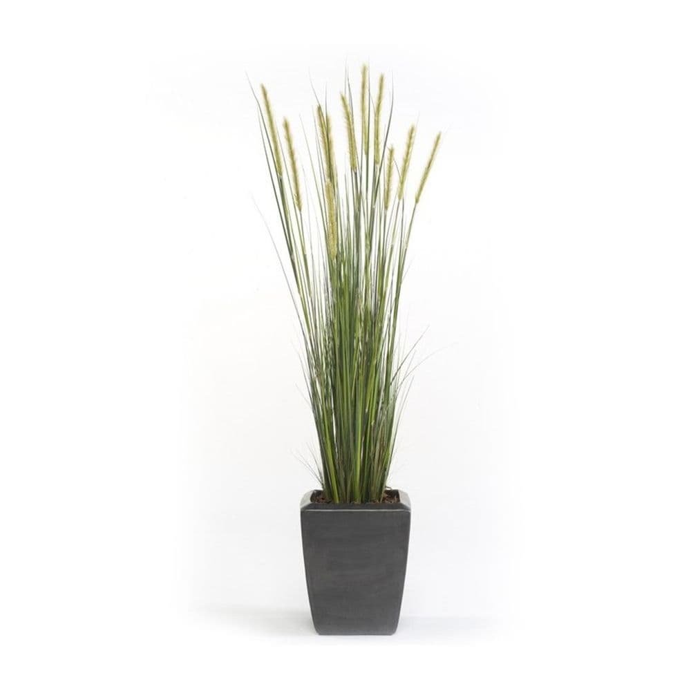 Planta Junco Espiga Decoplanta